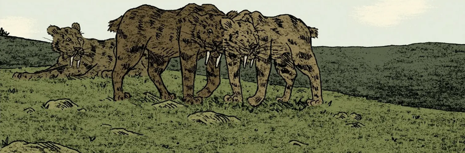 group of tigers